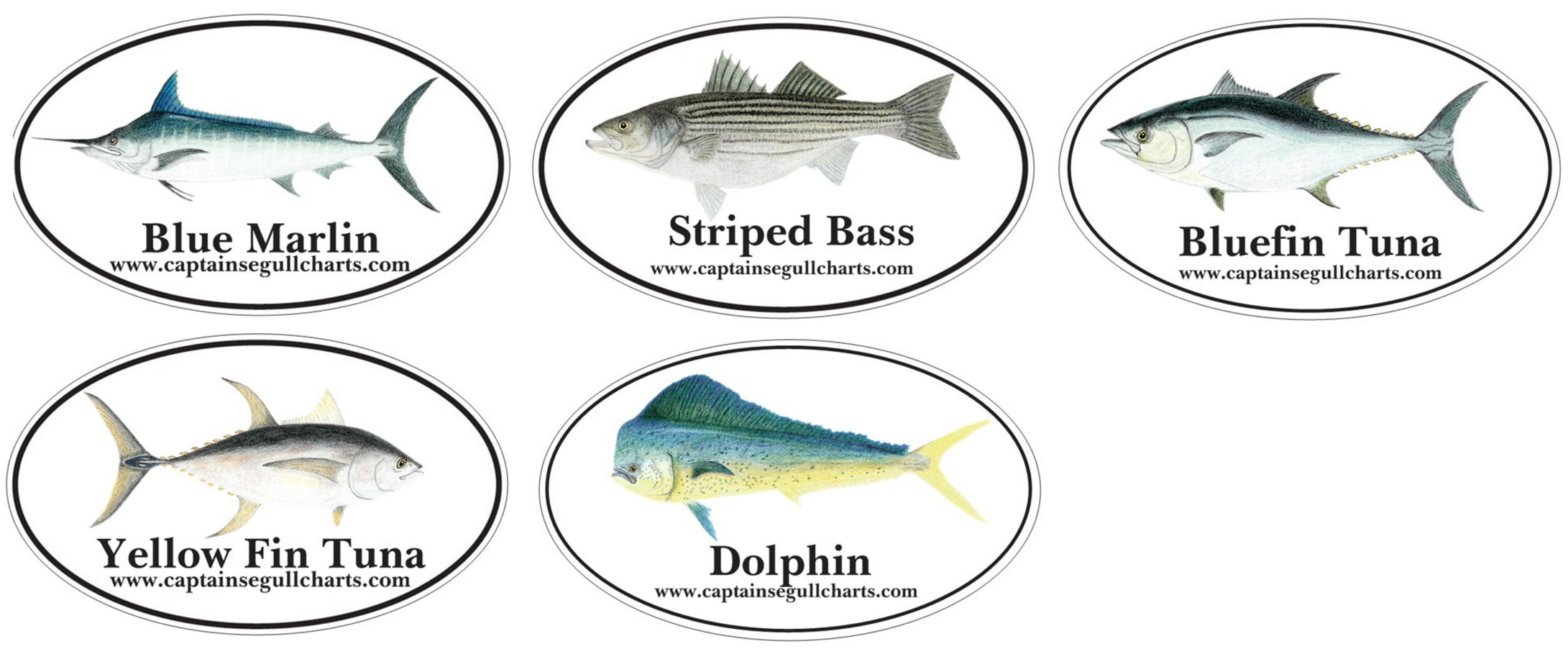 Fish Bumper Stickers: High quality outdoor grade vinyl stickers, 3in x 5in depicting Capt. Segull's rendering of certain fish that are on our Fish Identification Charts